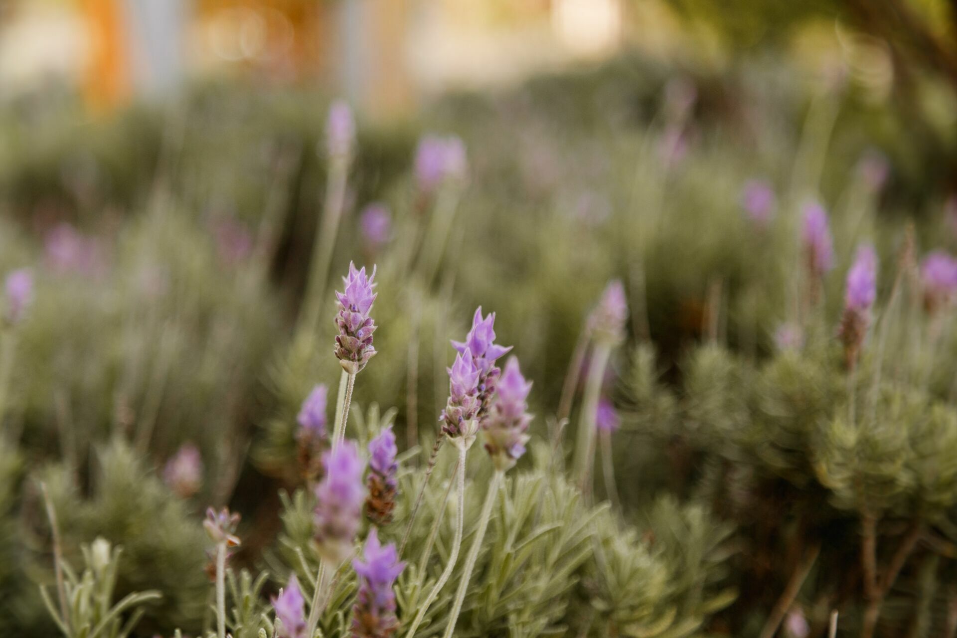 Foto felipe - Imagem 59